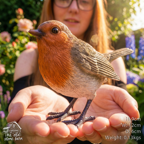Garden robin bird - garden,