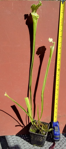 Sarracenia moorei - x,