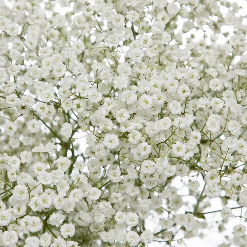 Baby breath seeds non gmo - breath, non-gmo