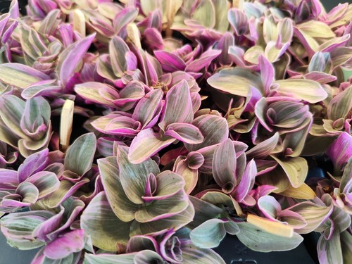 Tradescantia nanouk silver - tradescantia, |