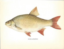 Beautiful Rudd Fish Book Print