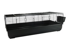 Rabbit guinea pig - rabbit, large