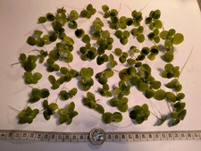 30 or 50* Young Green Amazon Frogbit! Healthy Live Aquarium Floating Plants!