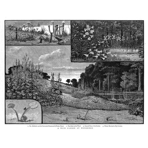 Weybridge views wild - weybridge,
