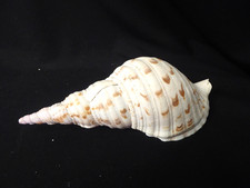 Large Triton's Trumpet Conch