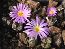Conophytum tantillum ssp