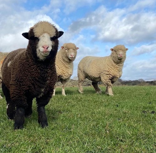 Raw sheep wool fleece - wool,