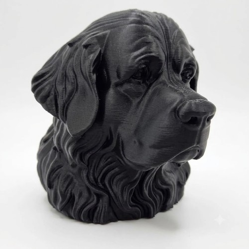 Newfoundland dog bust home - dog,