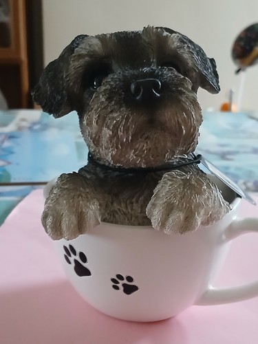 Schnauzer sitting teacup - schnauzer, a