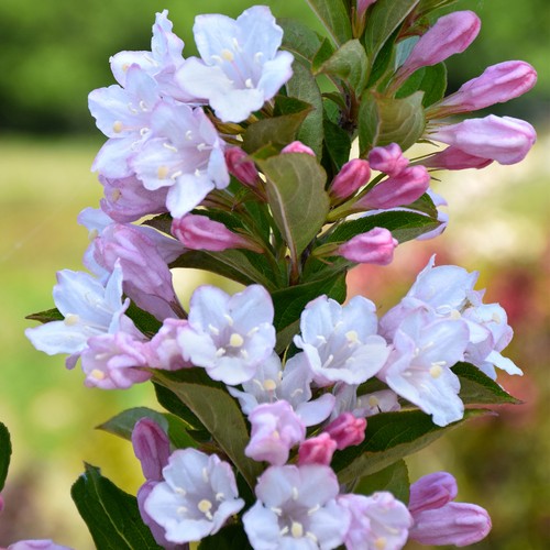 Weigela towers flowers - weigela, of