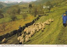 Postcard - Kentmere - Spring Sheep Drive