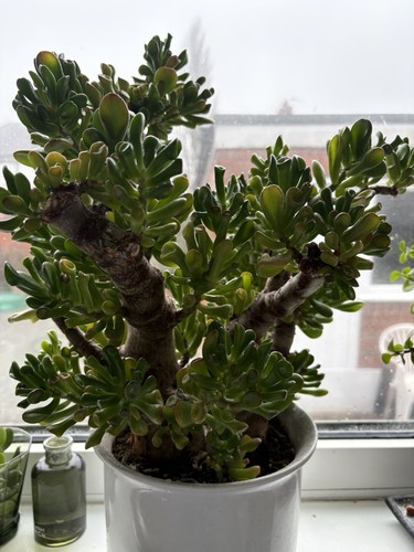 Crassula ovata gollum - crassula,