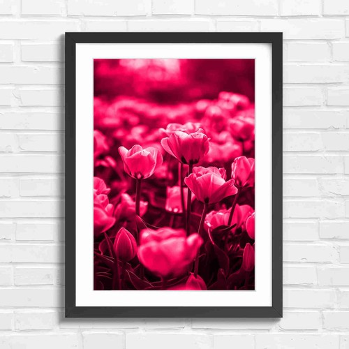 Soft pink tulips blooming - soft,