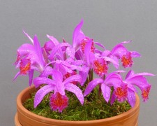 Pleione Stromboli 'Fireball' (1 bulb) - Lot FB1