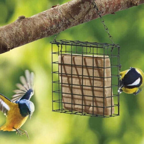 Suet block cake - cake, green