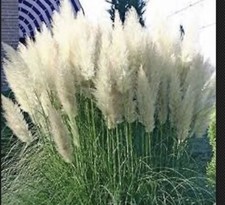 White Pampas Grass  -