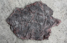 A good size Moroccan Crinoid Scyphocrinites elegans plate - multiple specimens