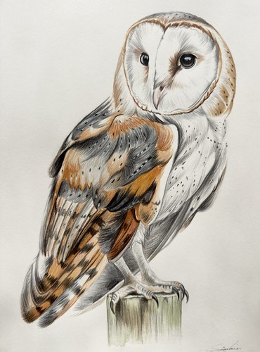 Original barn owl colour - original,