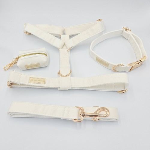 White luxury dog - white, lead