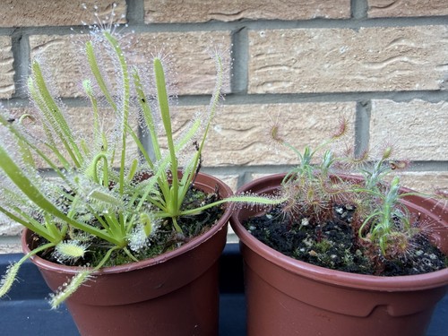 Carnivorous sundew bundle - sundew, in