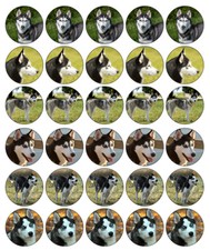 Dog Husky Cupcake Toppers