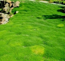 55 000 seeds IRISH MOSS Sagina subulata Puzta+4"FREE REUSABLE PLANT LABEL 