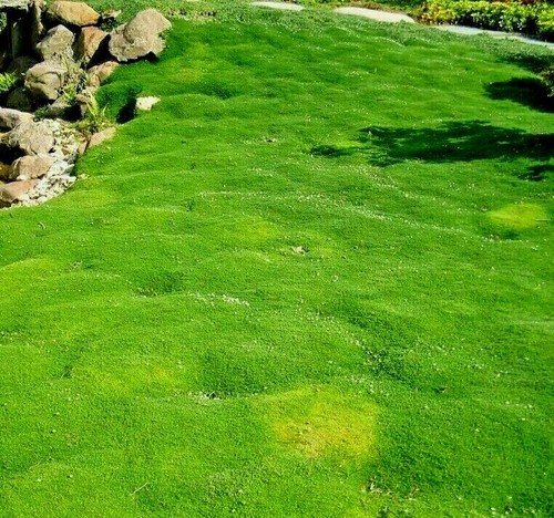000 seeds irish moss - 55, sagina