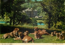 c19462 The Lions of Longleat Warminster Wiltshire England John Hinde postcard