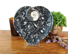 Goniatite Ammonite Orthoceras