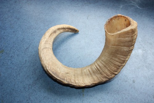 Real rams horn walking stick - walking,