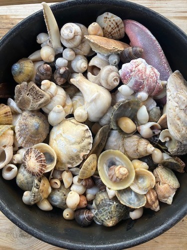 5kg beautiful mixed sea - to, 1.5kg