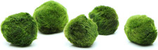 Marimo moss balls - 5, balls,