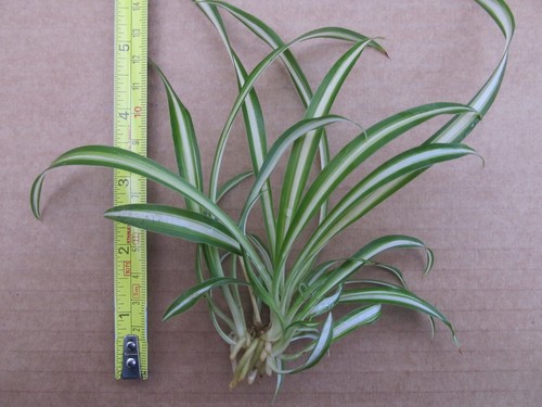 Baby spider plant - 1,