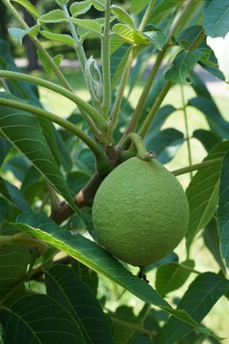 Juglans nigra black walnut - nigra,