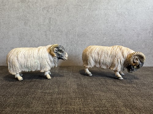 Aaa elc sheep - aaa, farm