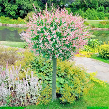 Salix Integra Flamingo (PBR) Willow  - XXL 3Lt Large Pot Hardy Deciduous Shrub