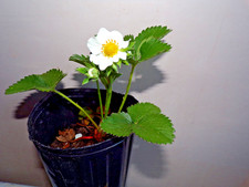 Strawberry 'Pegasus'  large