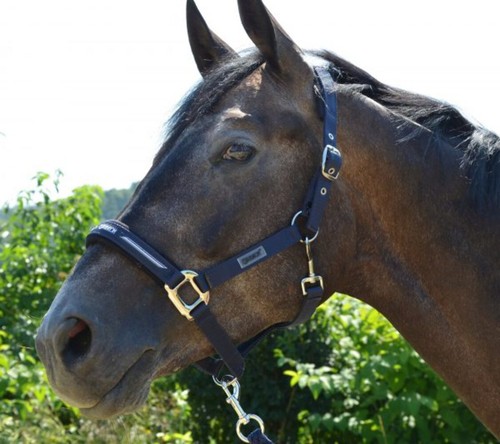 Eskadron focus headcollar - eskadron,