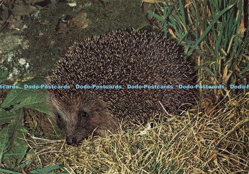 D160237 hedgehog arthur - d160237,