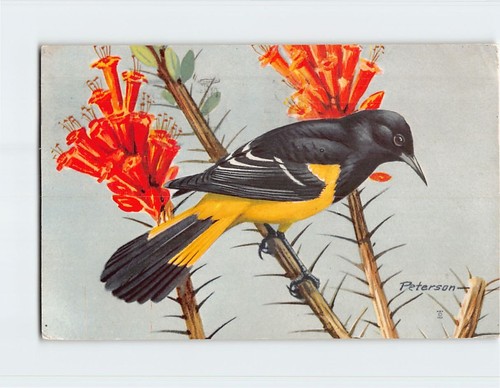 Postcard scott oriole - scott's,