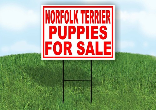 Norfolk terrier puppies - terrier, for