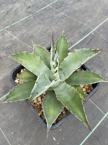 Agave ovatifolia whales - agave, ‘whales