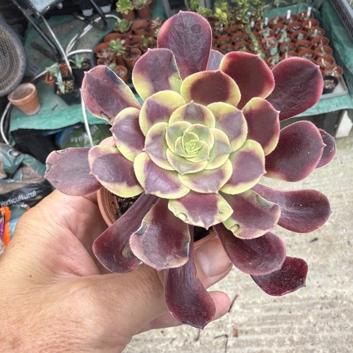 Aeonium super bang width 4 - aeonium,
