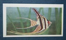 ANGEL FISH   CICHLID    Tropical Fish  Illustrated Card  FE02
