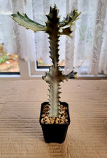 Euphorbia White Ghost 7cm Pot - Cactus Succulent Plant