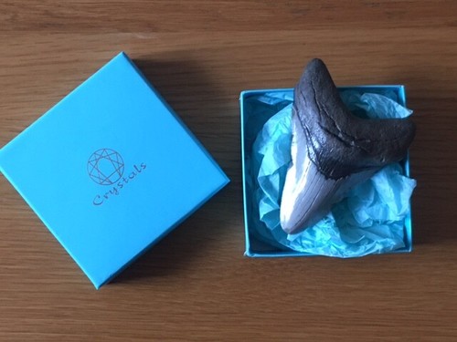 Megalodon shark fossil tooth - ,
