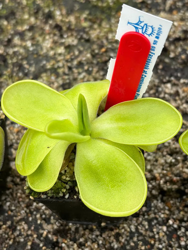 Pinguicula snow queen - snow,