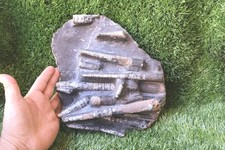 9 inch Devonian Large