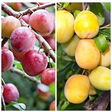 Duo Plum Fruit Tree Golden