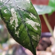 Hoya Gunung Gading Ghost Rare